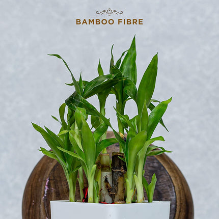 Pee Safe 100% Organic Cotton Biodegradable Sanitary Pads Pack of 10